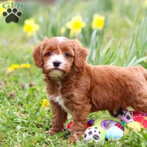Mickey, Cavapoo Puppy